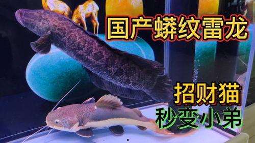 吊打哥爆料雷龙鱼视频,惊险刺激水下对决！