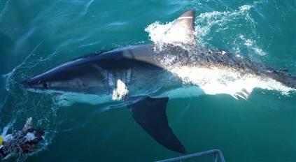 大白鲨在线观看,惊涛骇浪中的生死较量